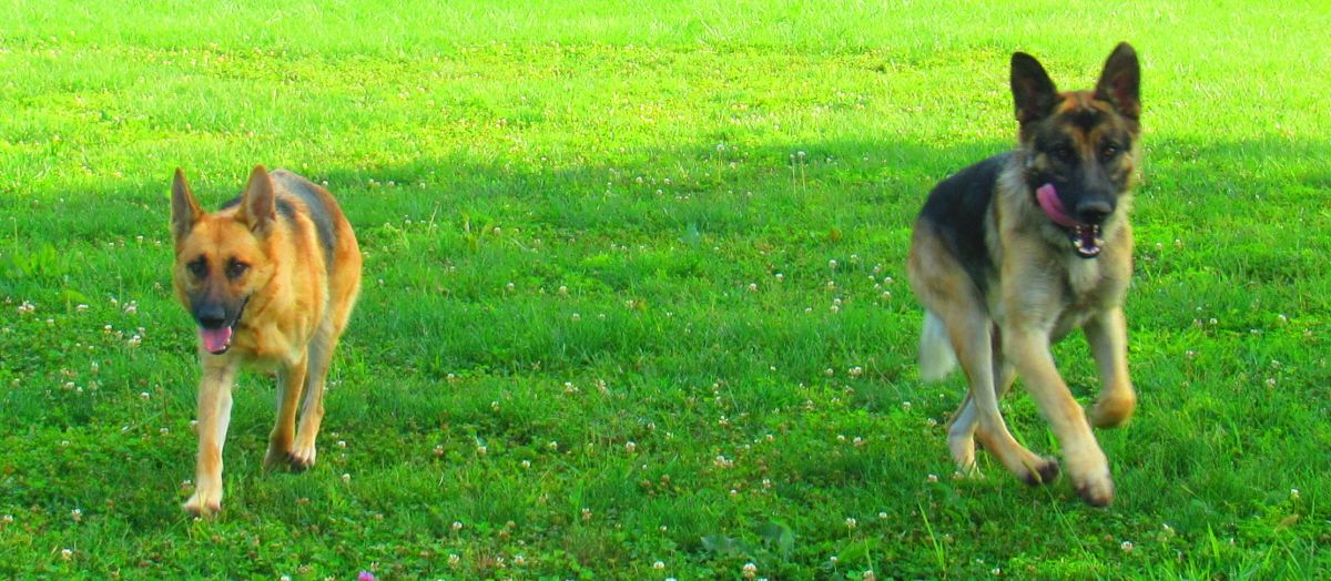 Contact Dixieland Southern Kennels