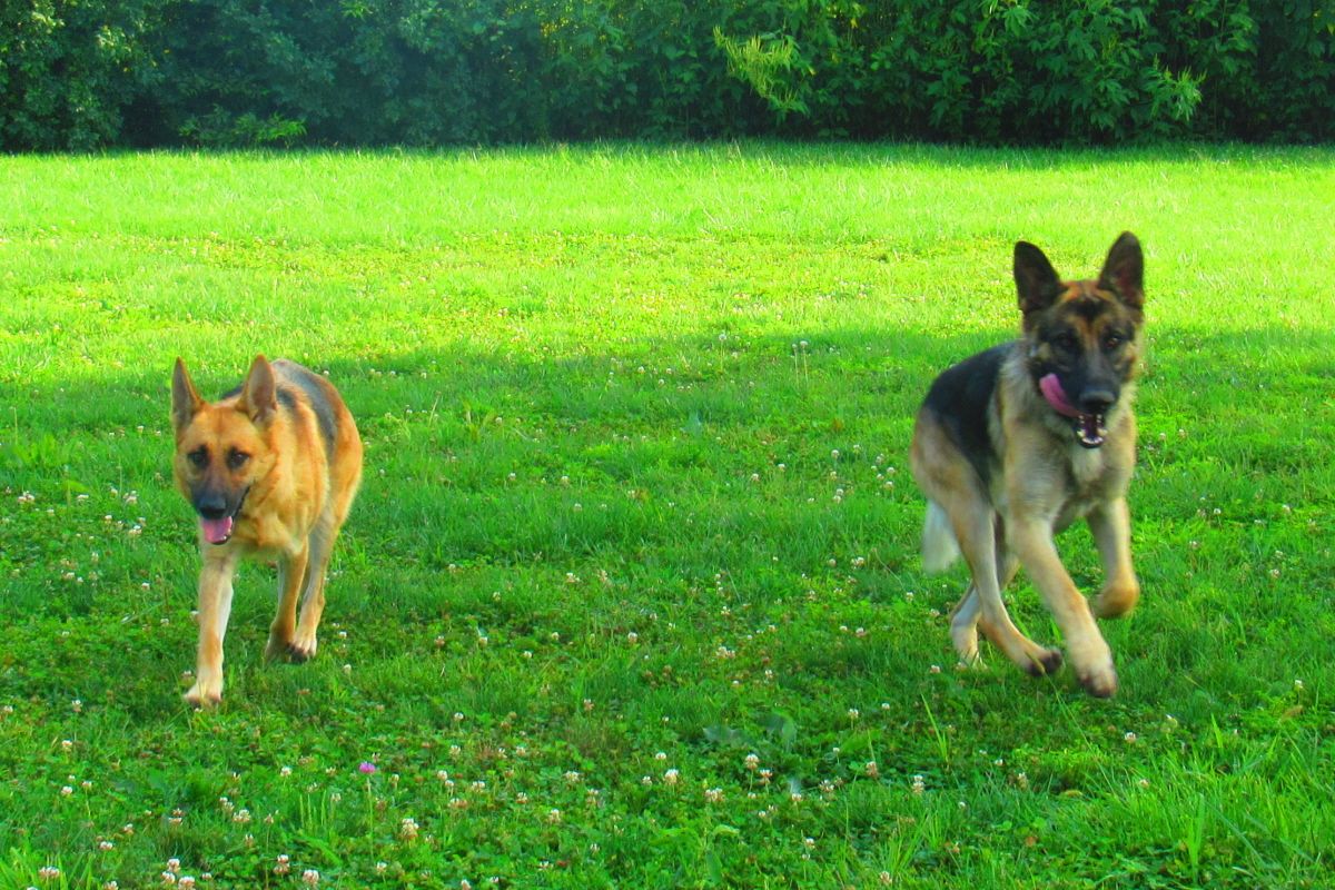 Dixieland Southern Kennels