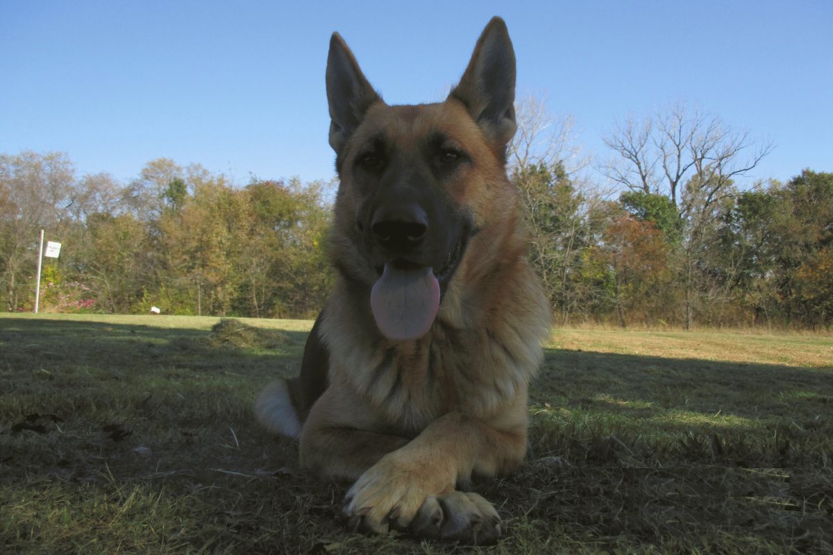 Dixieland Southern Kennels