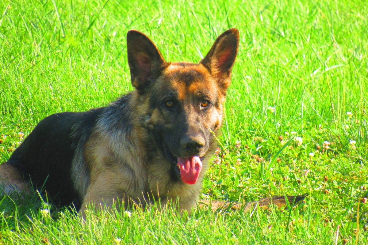 Dixieland Southern Kennels Sires
